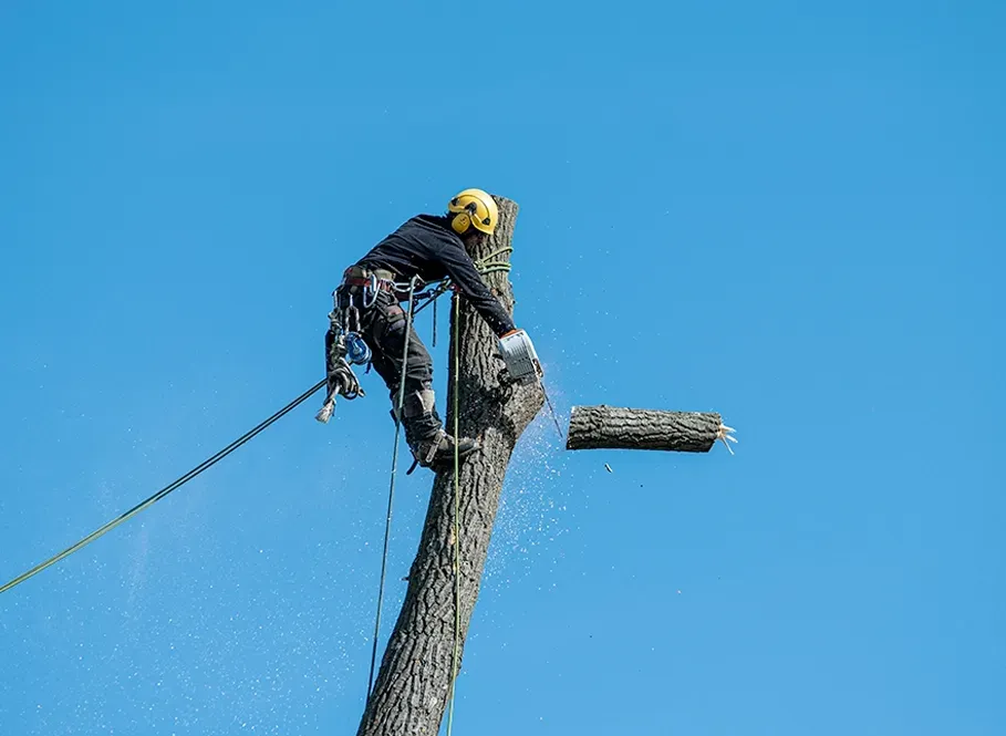 Worker pruning a tree branch against a clear blue sky