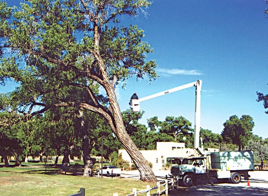 Worker in a bucket truck trimming a large tree in a sunny park