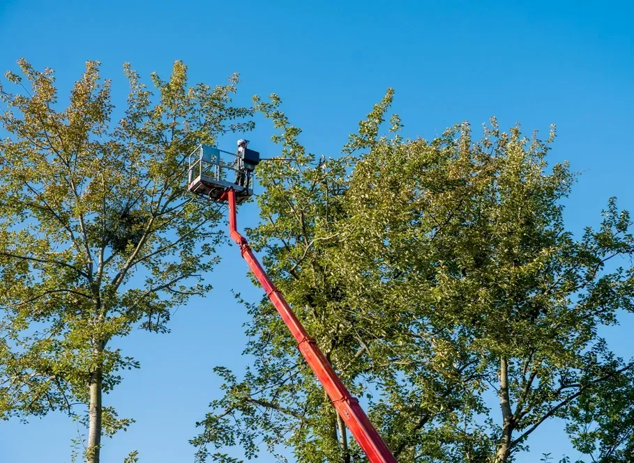 Person in a red cherry picker trimming treetops against a blue sky