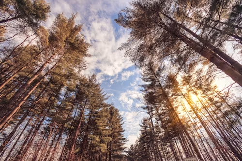 Tall trees with golden sunlight filtering through a forest canopy against a partly cloudy sky