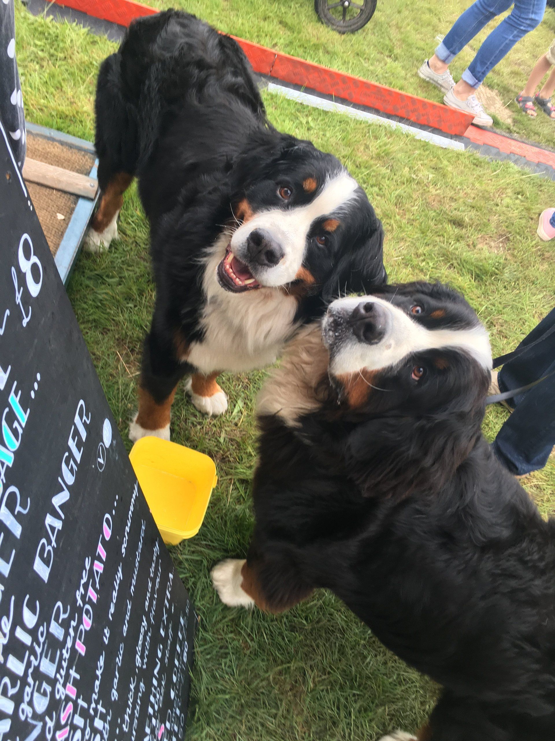 Two dogs standing next to a sign