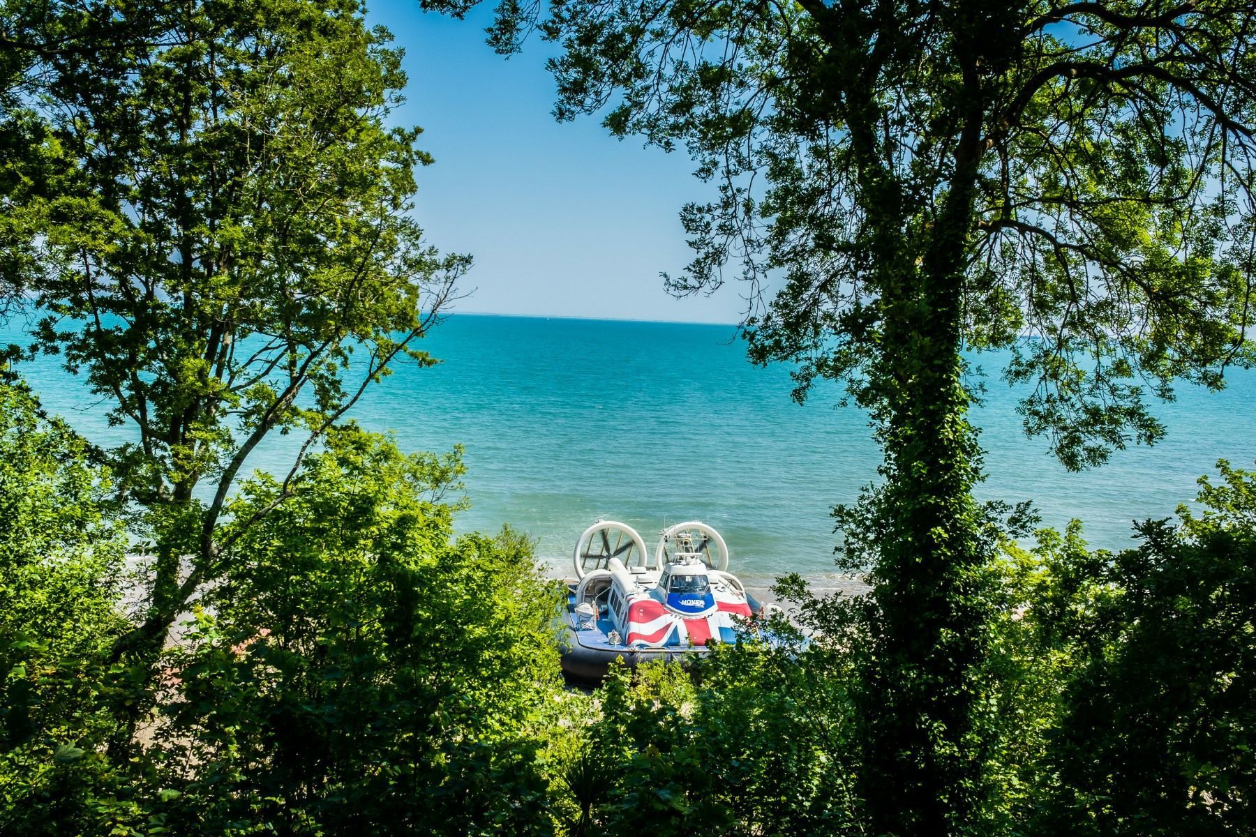 A view of the ocean through trees on a sunny day
