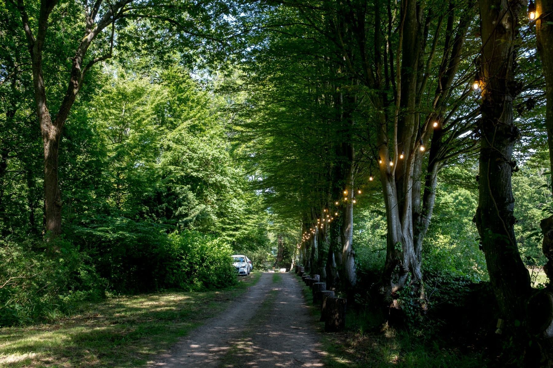 A dirt road lined with trees and lights.