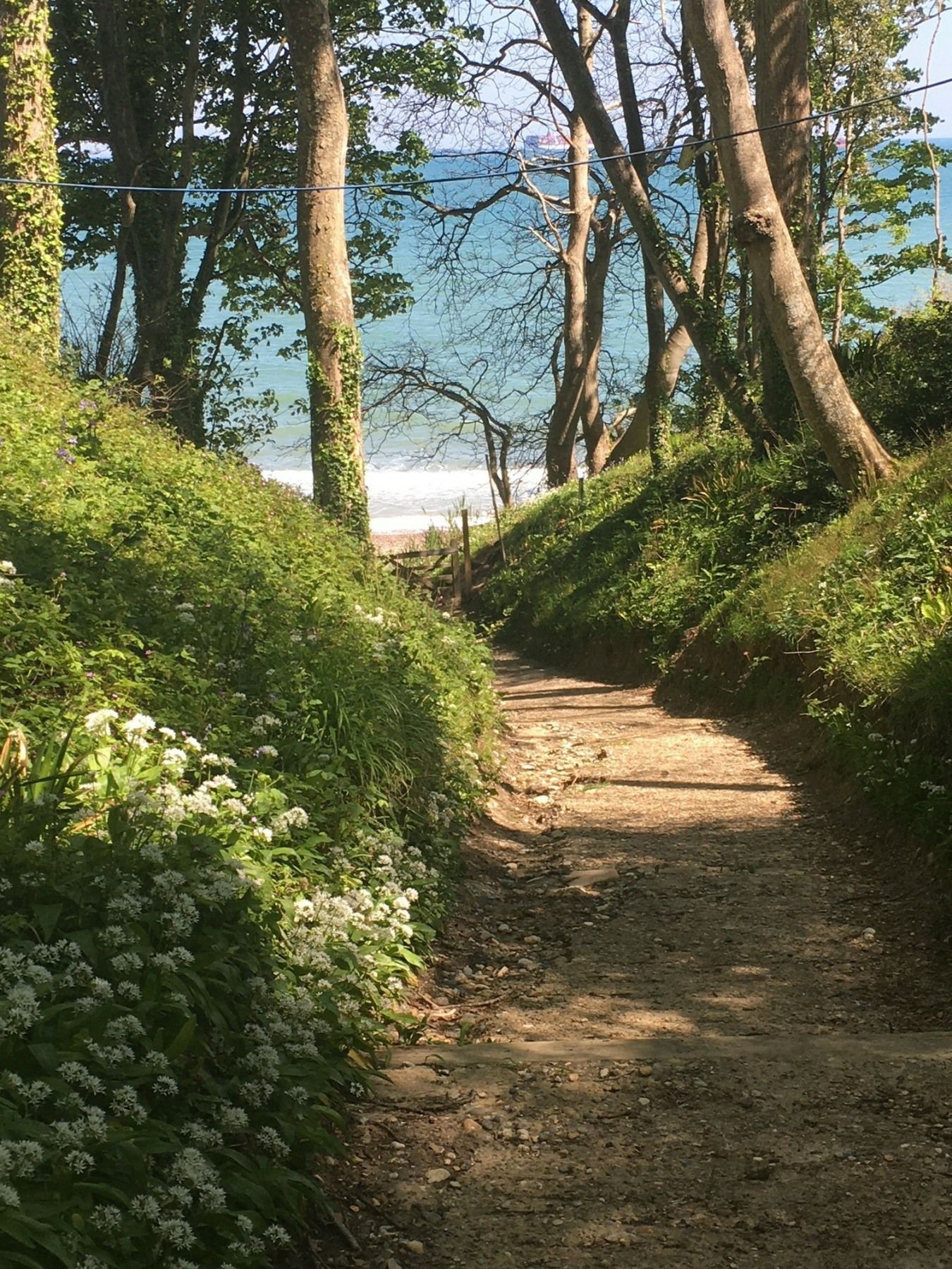 A path leading to the ocean through a lush green forest.