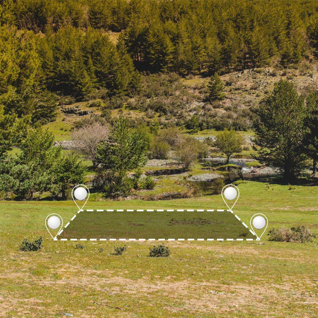 Lauko brėžinys su medžiais fone