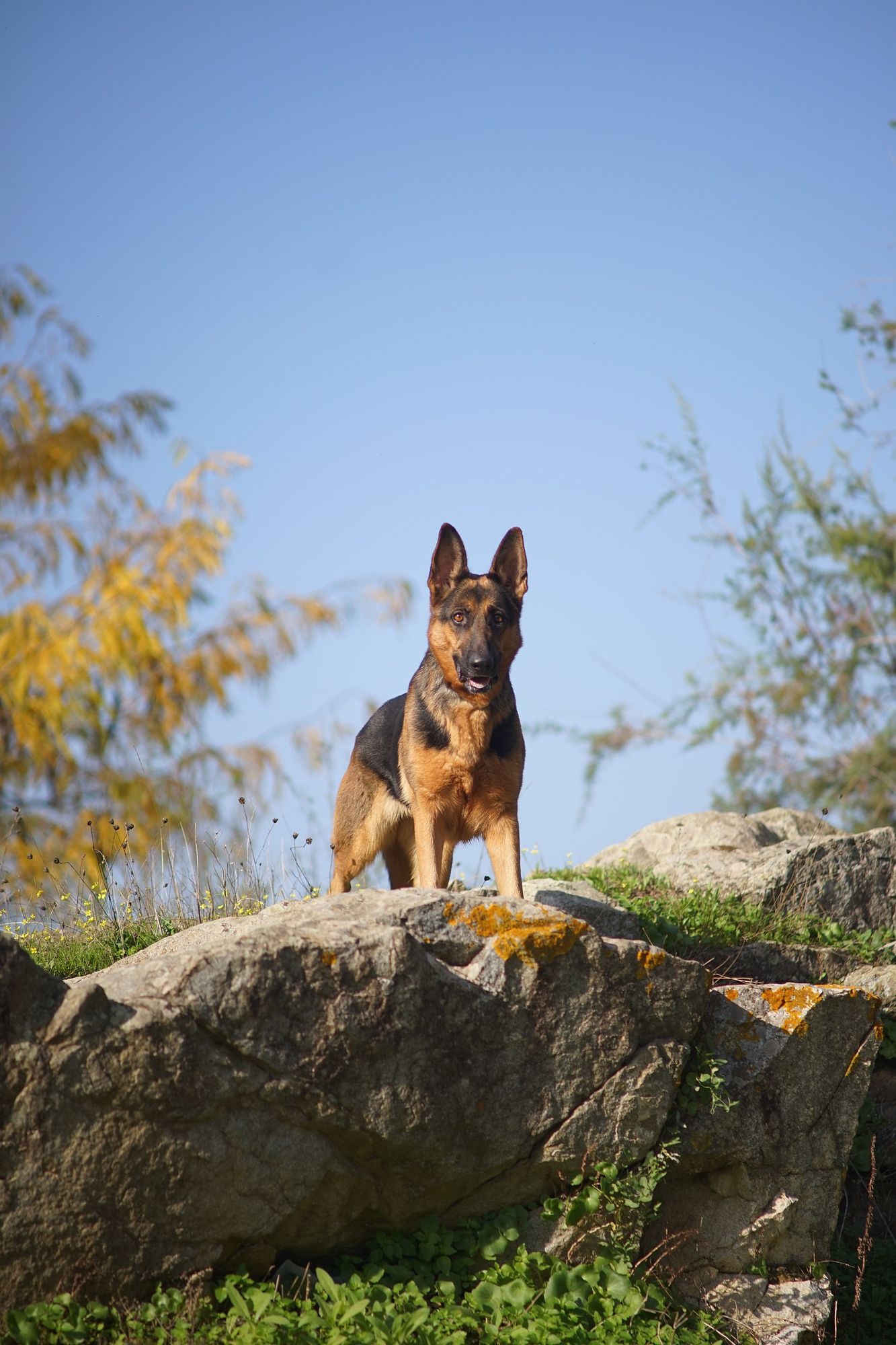 German Shepherd dog standing on a large rock, looking forward, with blue sky and trees in background.