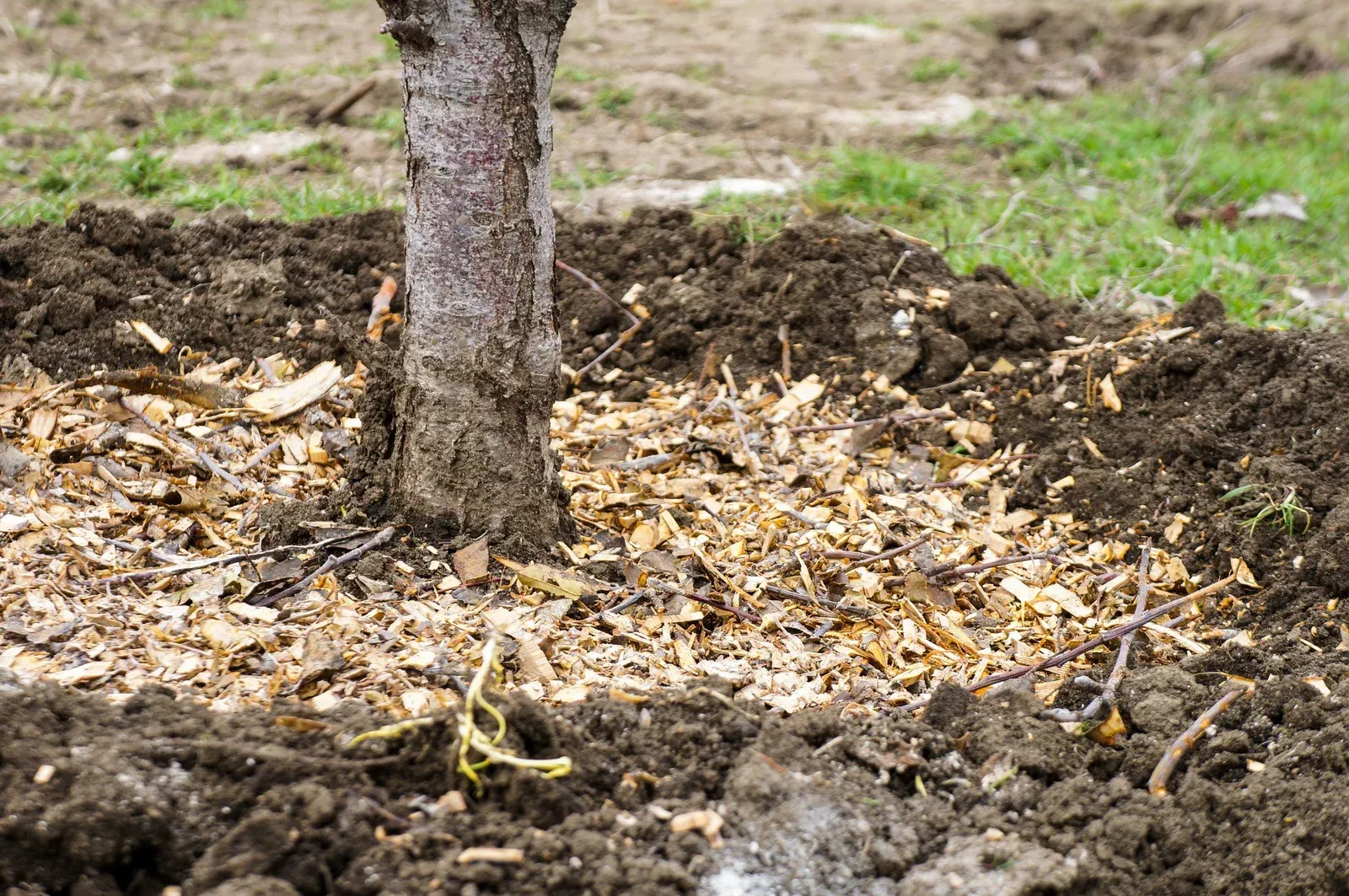 A tree trunk is surrounded by leaves and dirt in a garden.