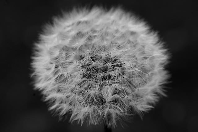 A close up of a dandelion in a black and white photo.