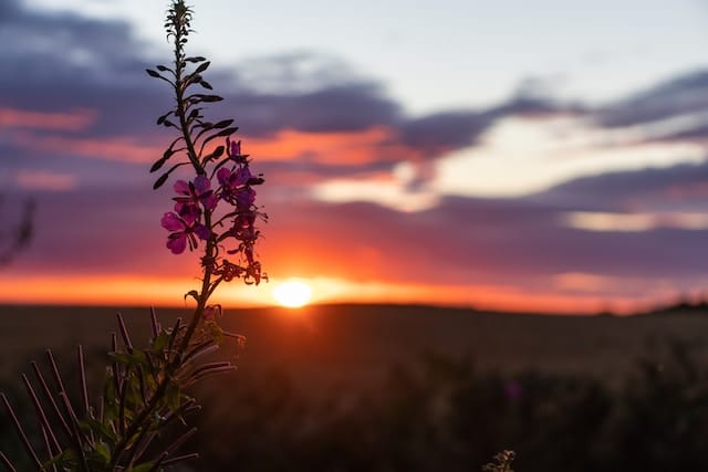 A close up of a purple flower with a sunset in the background.