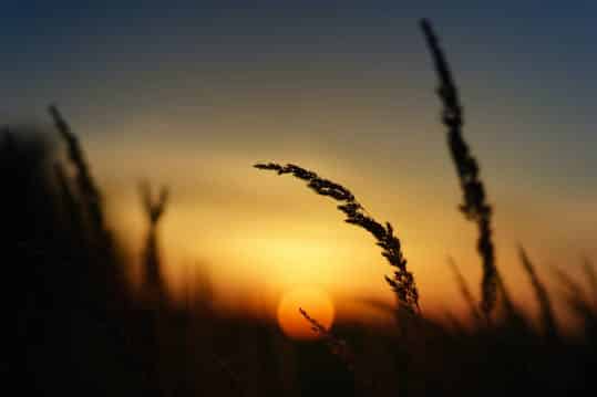 A field of tall grass with a sunset in the background.