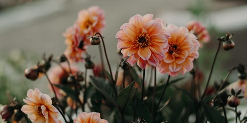 Reusing Funeral Flowers
