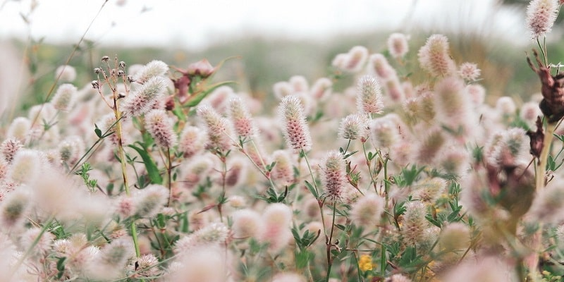 What To Request In Lieu Of Flowers For Greece, NY Cremation Services
