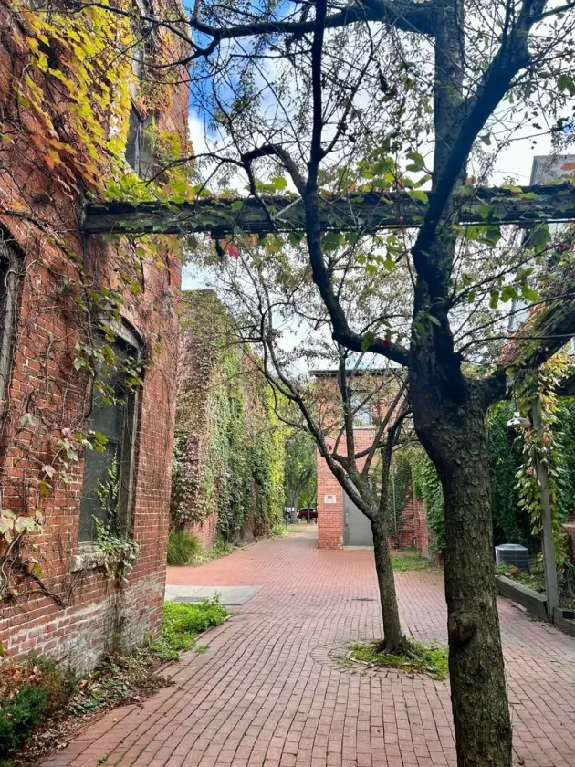 Brick pathway flanked by old brick buildings with climbing vines and a tree in the foreground.