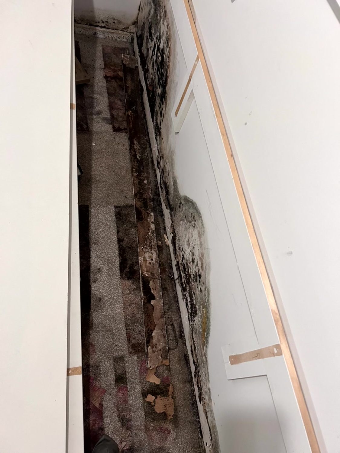 A gap between a white wall and floor exposing dark, decayed wooden structural beams and patches of black mold.