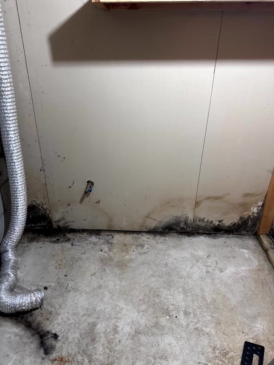 Dark mold growth staining the bottom of a beige wall and concrete floor next to a flexible vent hose in a basement.