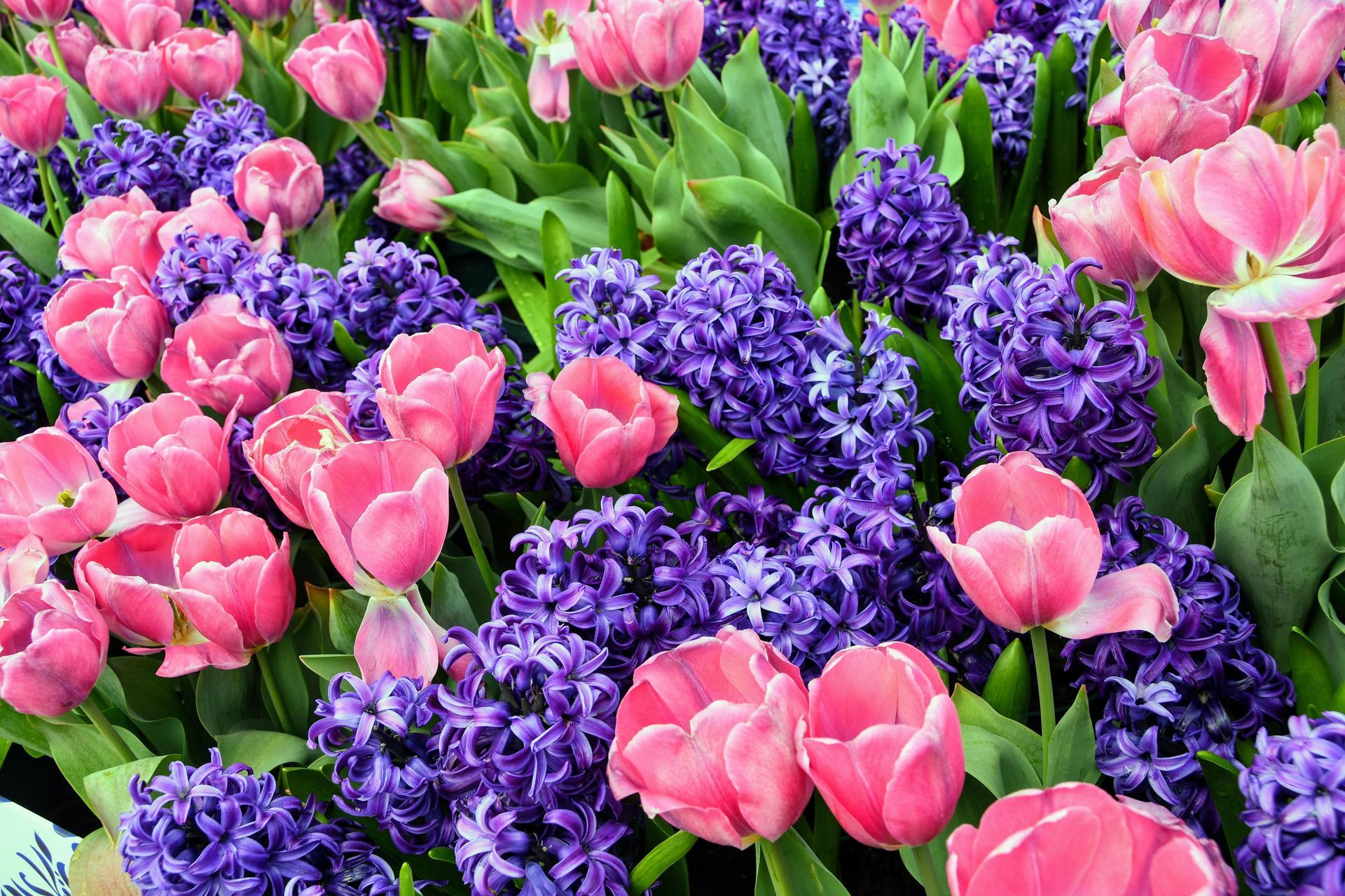 Diagnosing & Managing Your Child's Allergies This Spring