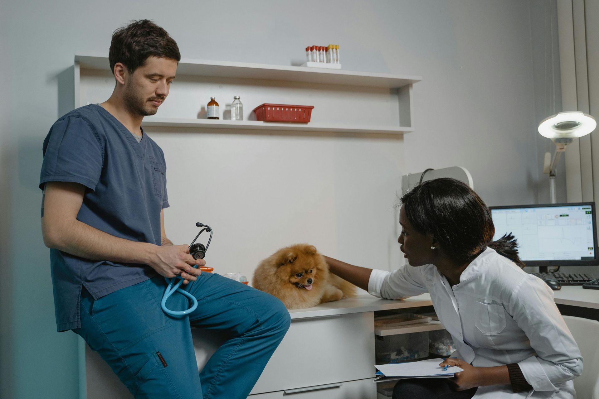 Two veterinarians are checking a Pomeranian dog on a table.