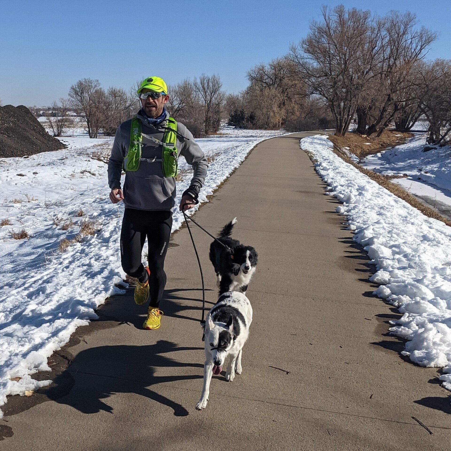 Dog Walkers Denver Denver Dog Joggers