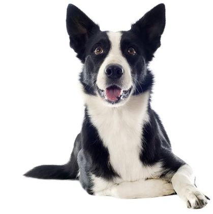 Black and white Border Collie dog with perked ears and open mouth, laying down and looking at the viewer.
