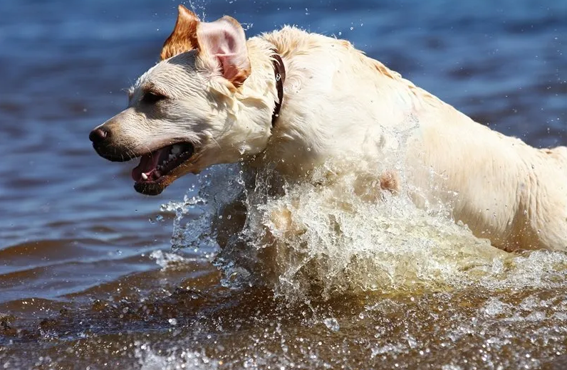 swimming dog