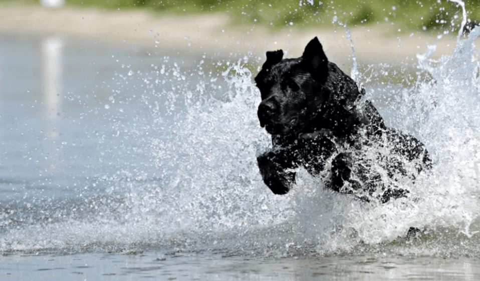 cool dog swimming