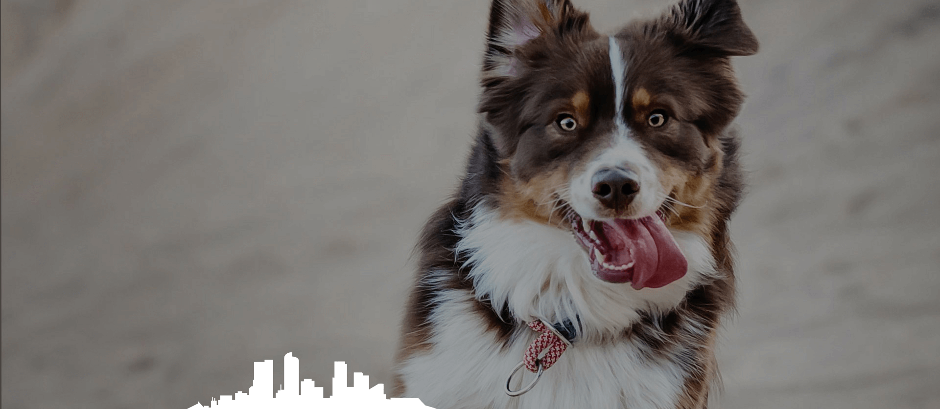 Dog Runners Denver - High Energy Dog