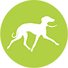 Dog Walkers Denver