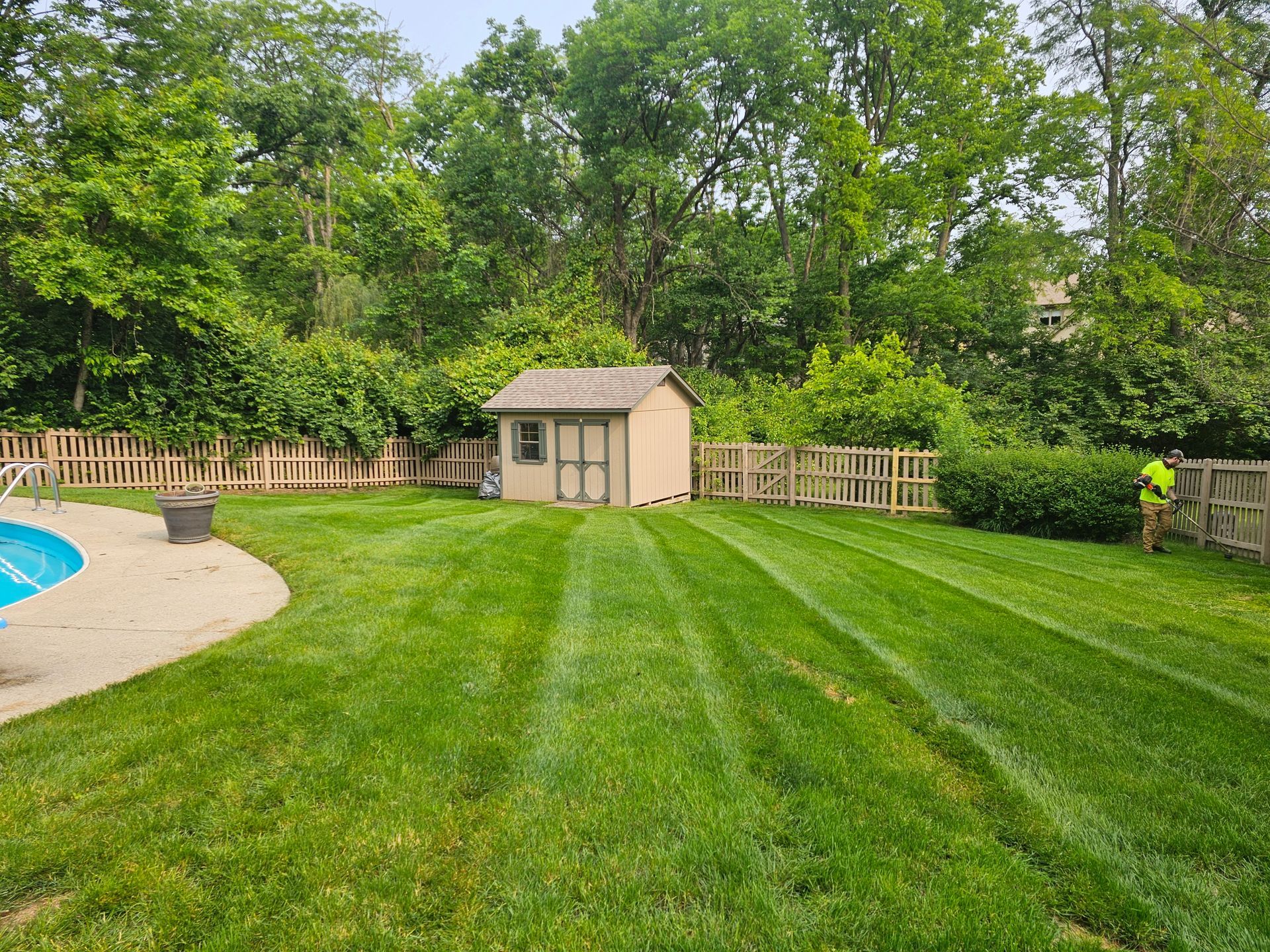 Lawn freshly mowed with a shed and fence in the backyard next to a pool.
