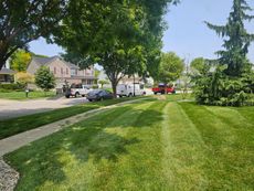 Lush green lawn with freshly cut stripes, sidewalk, street with parked vehicles, and houses under a sunny sky.