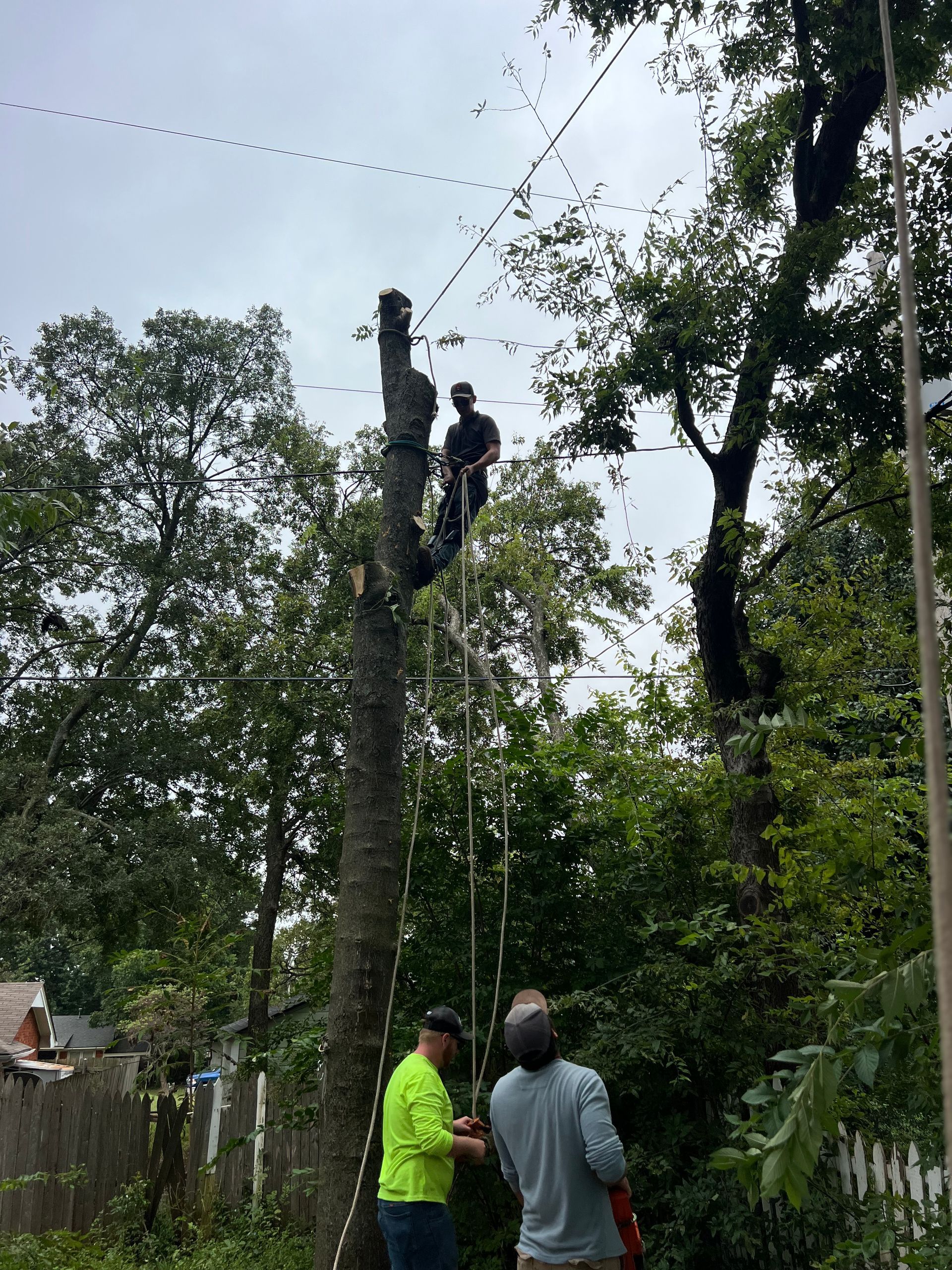 Two men watch a worker high in a tree, who is using a saw to trim branches near utility lines.