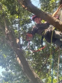 A person in a climbing harness and helmet works in a tree, holding a chainsaw while attached to ropes.