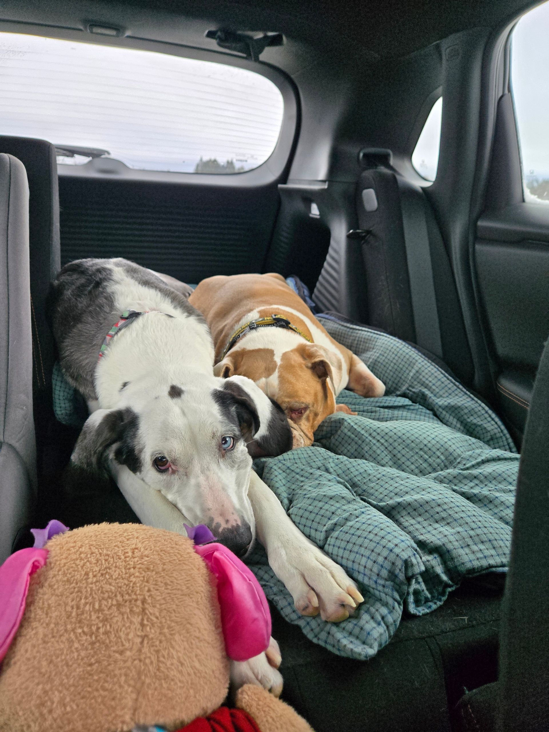 Pet insurance, surgery insurance, dog insurance, fido, protection