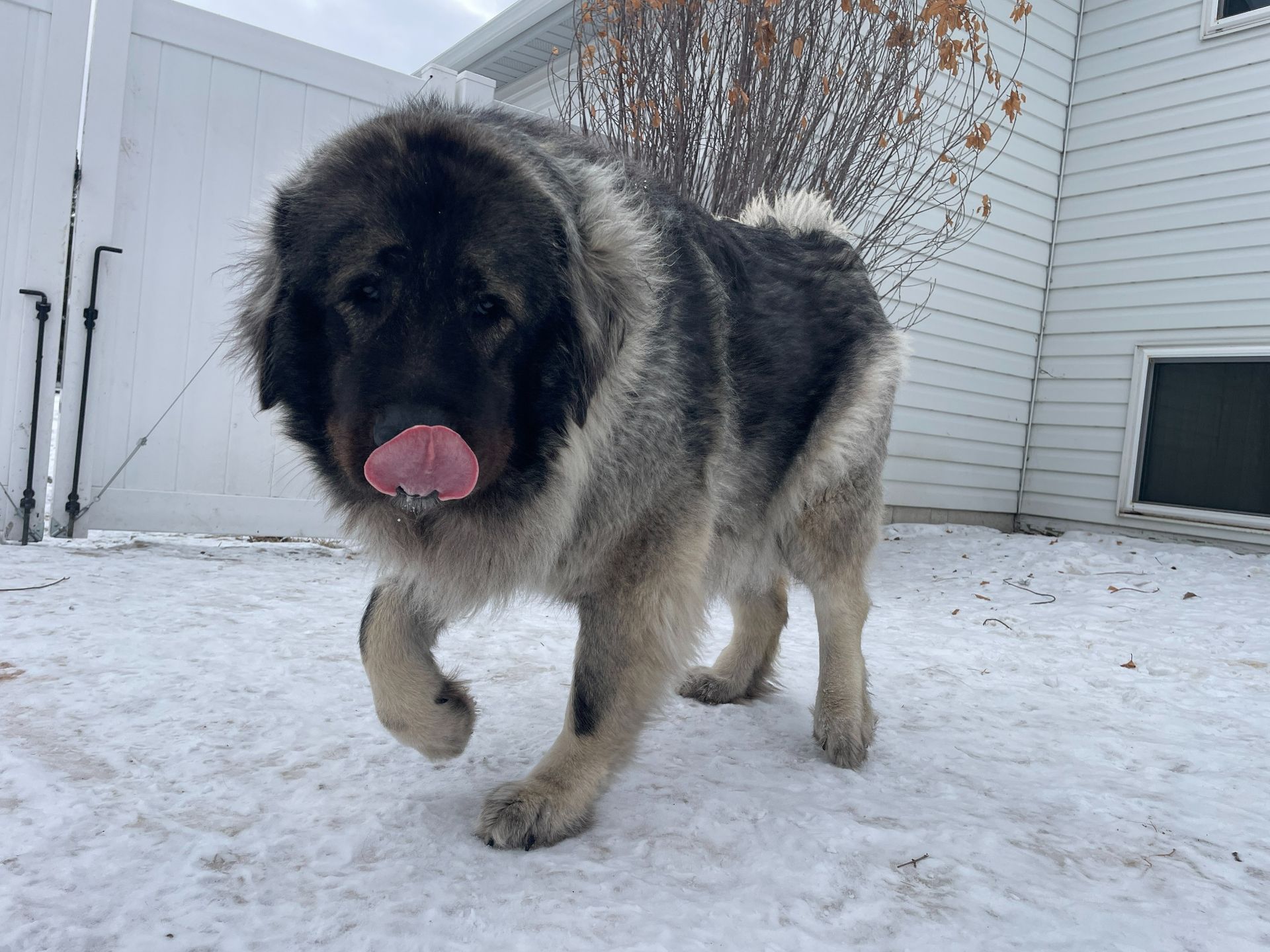 A fluffy, gray and black Caucasian Shepherd dog with a dark muzzle licking its nose while walking through the snow.