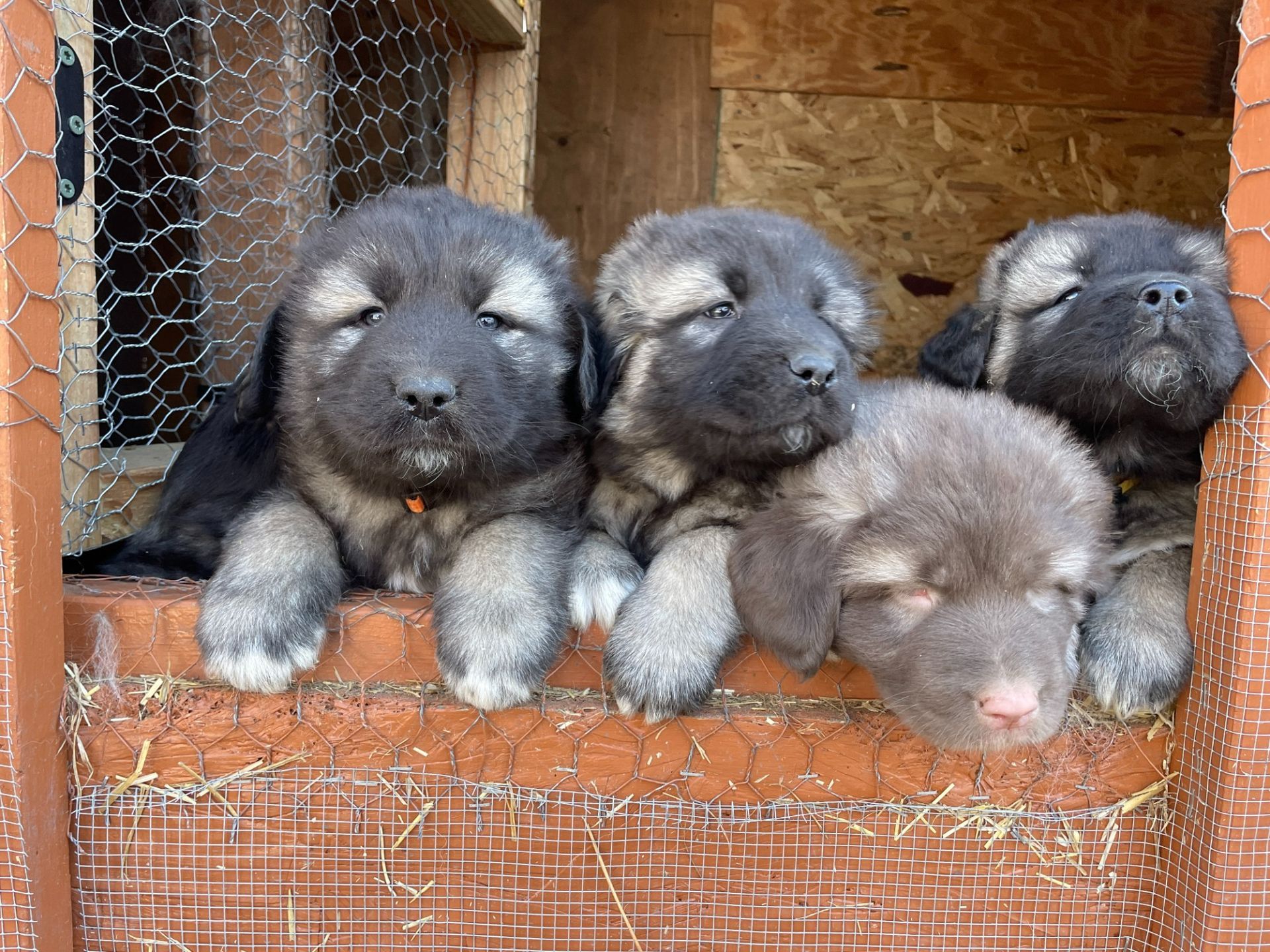 Four fluffy, dark-colored puppies huddled together in a wooden enclosure, looking out over the edge.