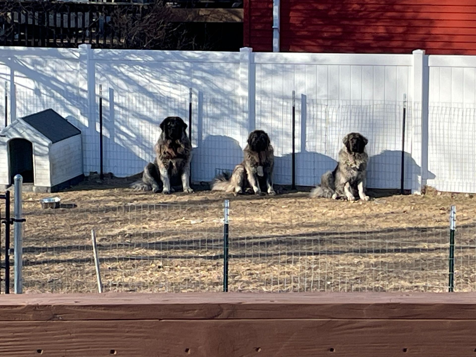 Three large, fluffy, dark-colored dogs sit in a row in a dirt yard next to a doghouse and a white fence.