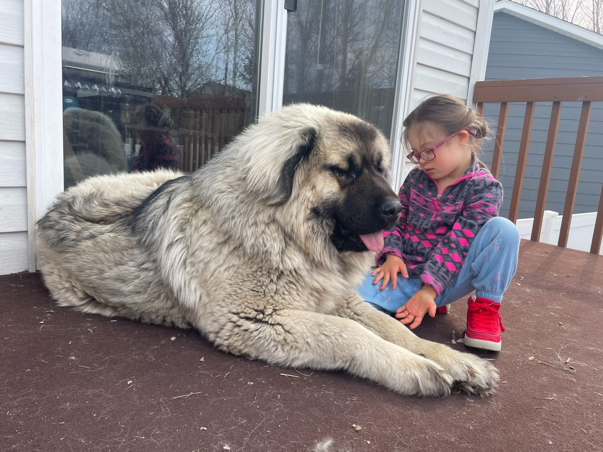 A large, fluffy, tan and black dog lies on a wooden deck next to a young person wearing glasses and a patterned top.