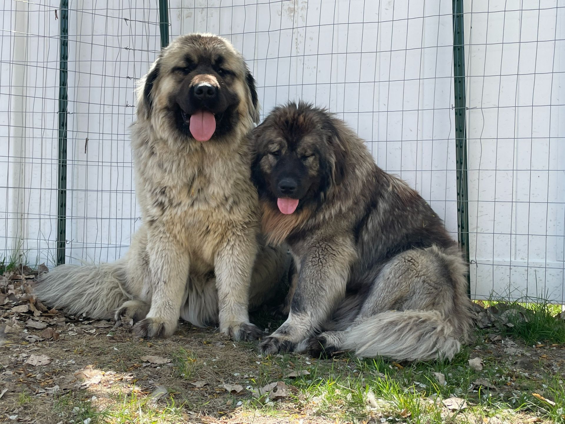 Two large, fluffy, tan and black Caucasian Shepherd dogs sit side-by-side in front of a white privacy fence.