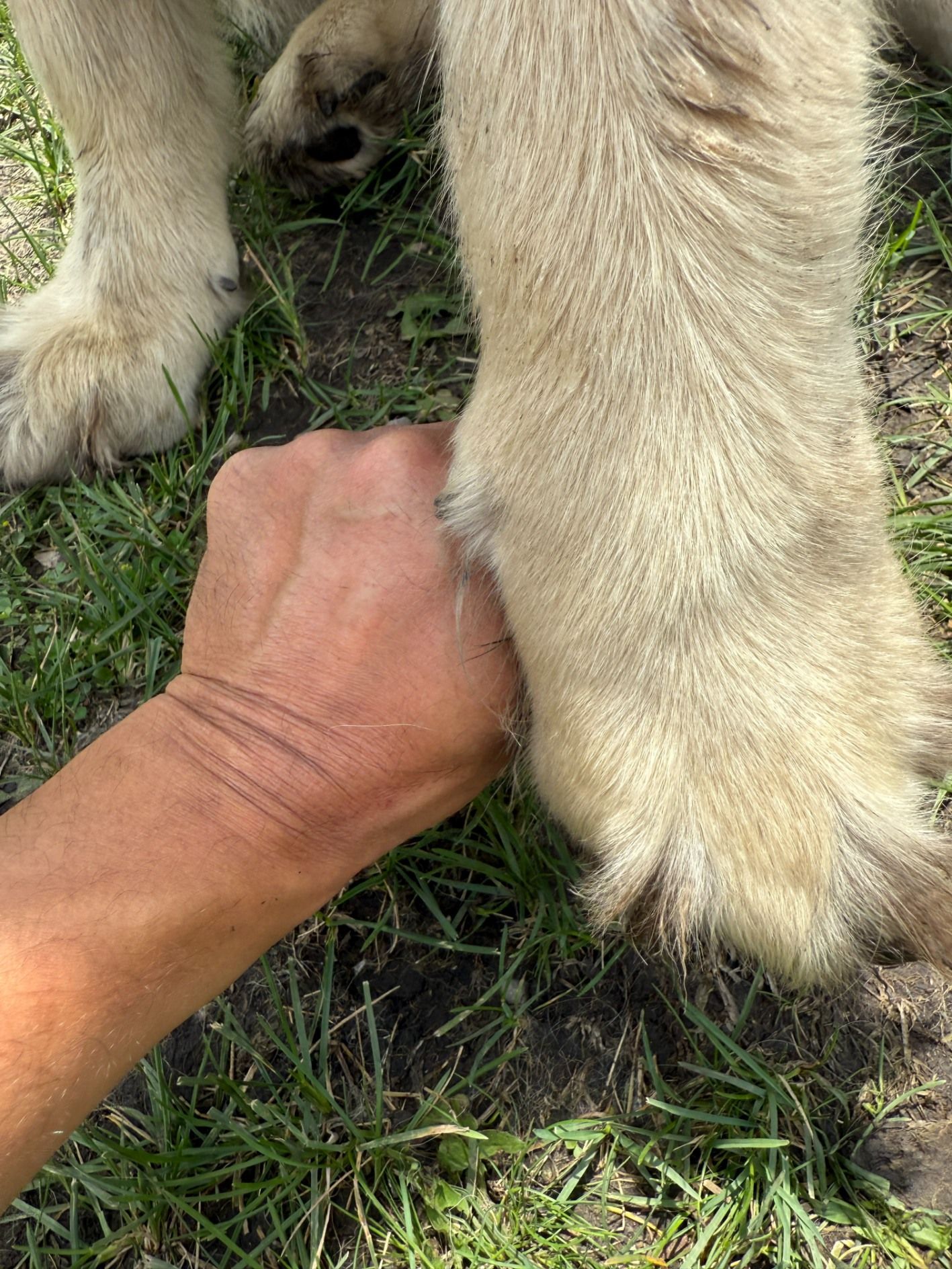A person's hand gently holds a light-colored dog's front paw in an outdoor, grassy setting.