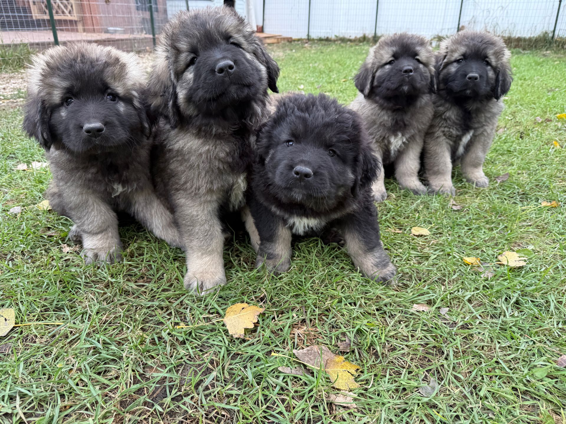 Four fluffy, grey and black puppies with dark faces sitting together on a green grass lawn.