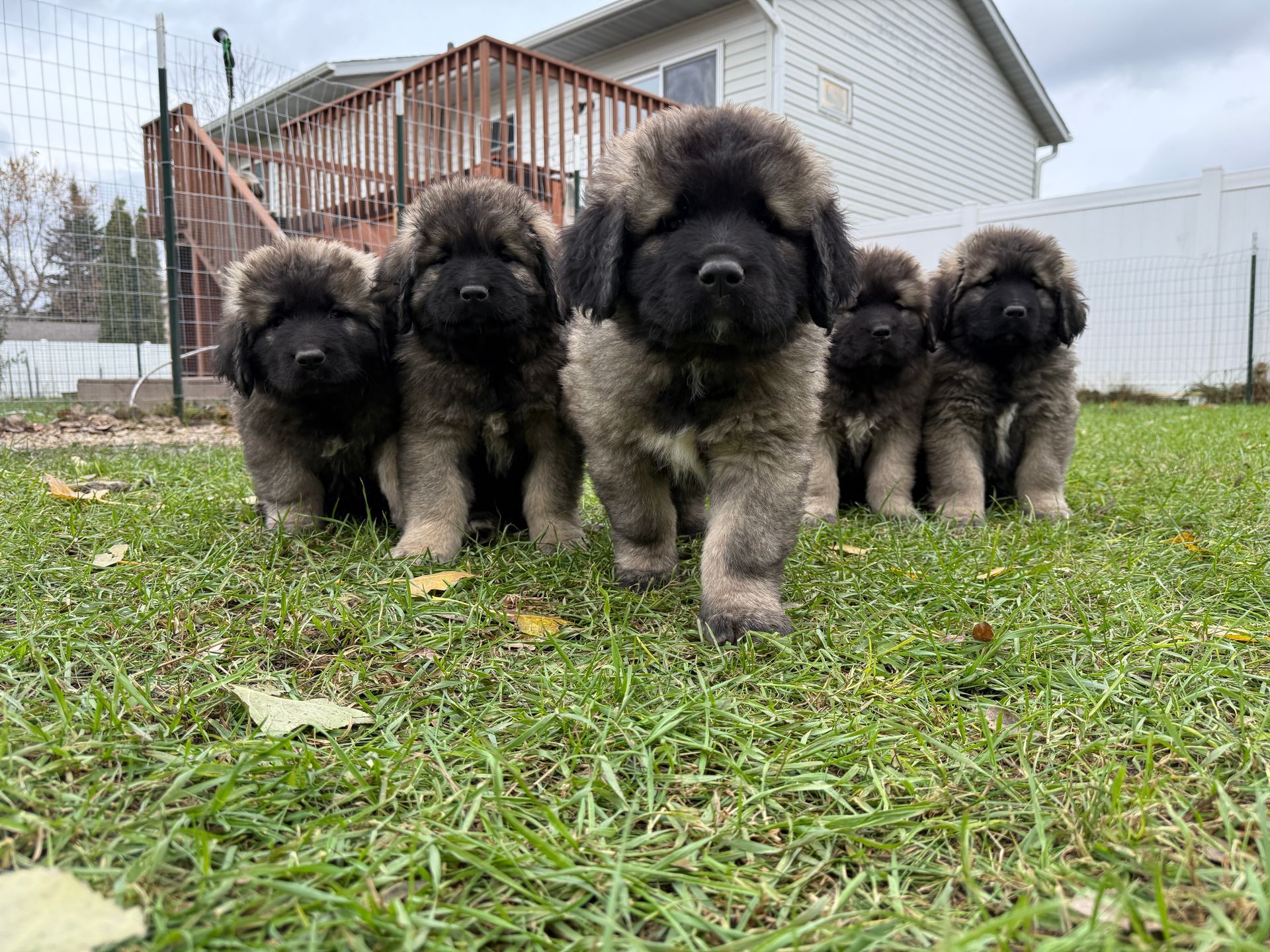 Five fluffy brown and black puppies standing in a grassy yard in front of a house.