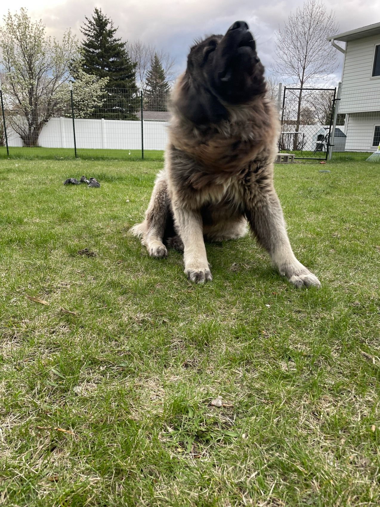 A large, fluffy, dark-faced dog sits on a grassy lawn with its head tilted upward toward the sky.