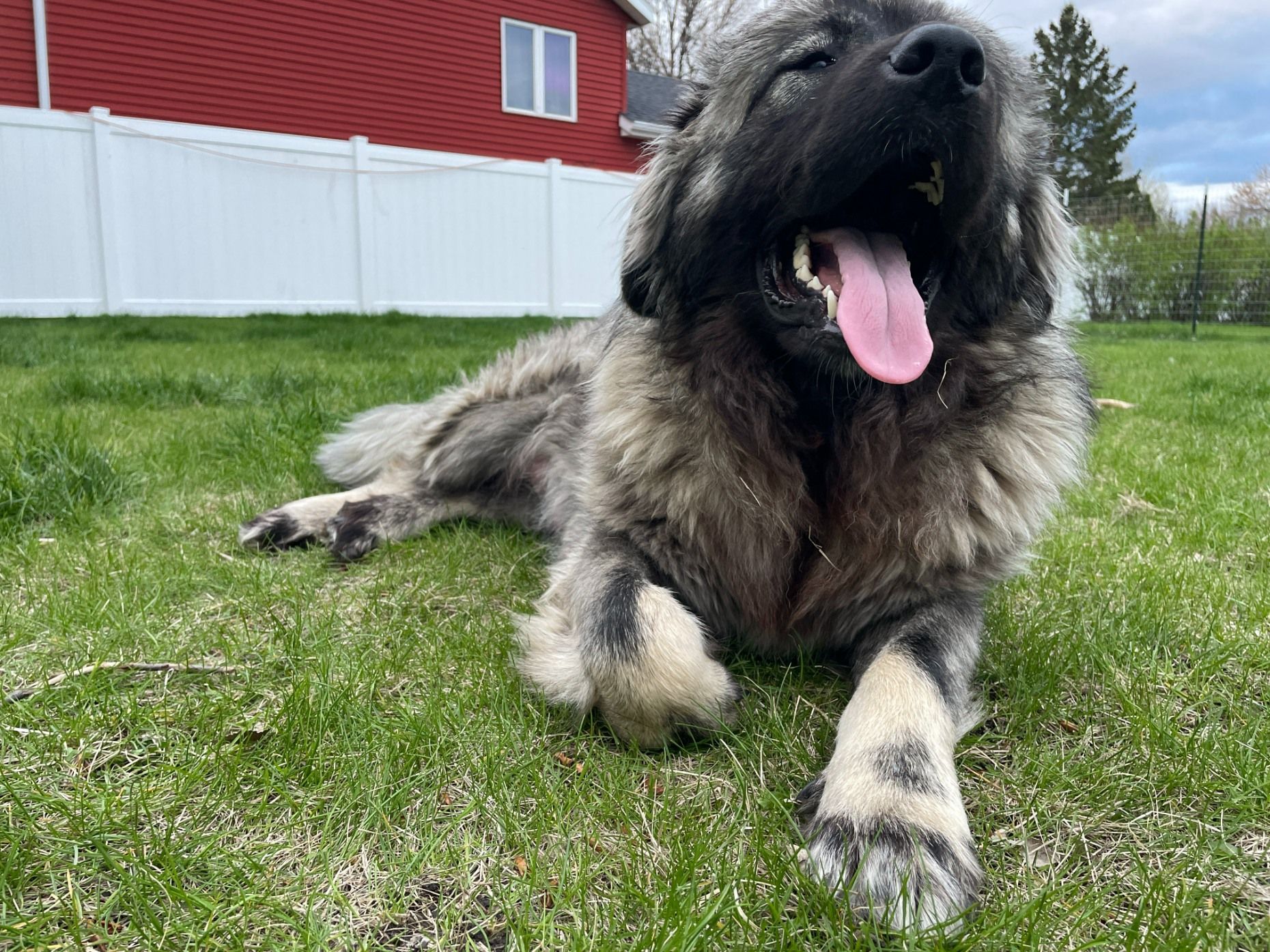 A large, fluffy, grey and brown Caucasian Shepherd dog rests on a grassy lawn with its tongue out, near a white fence.