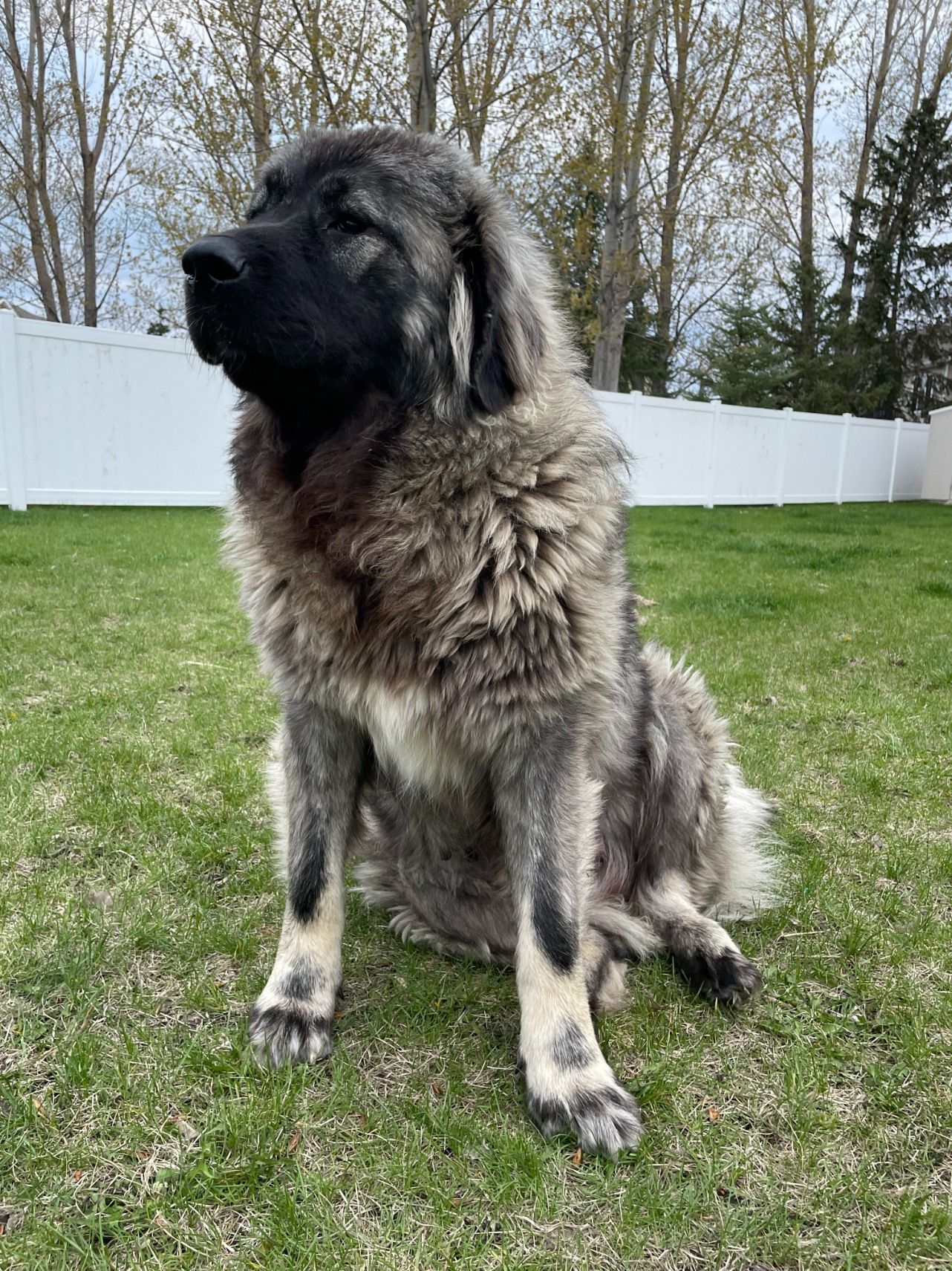 A large, fluffy Caucasian Shepherd with a black mask and gray-brown coat sits on a grassy lawn before a white fence.