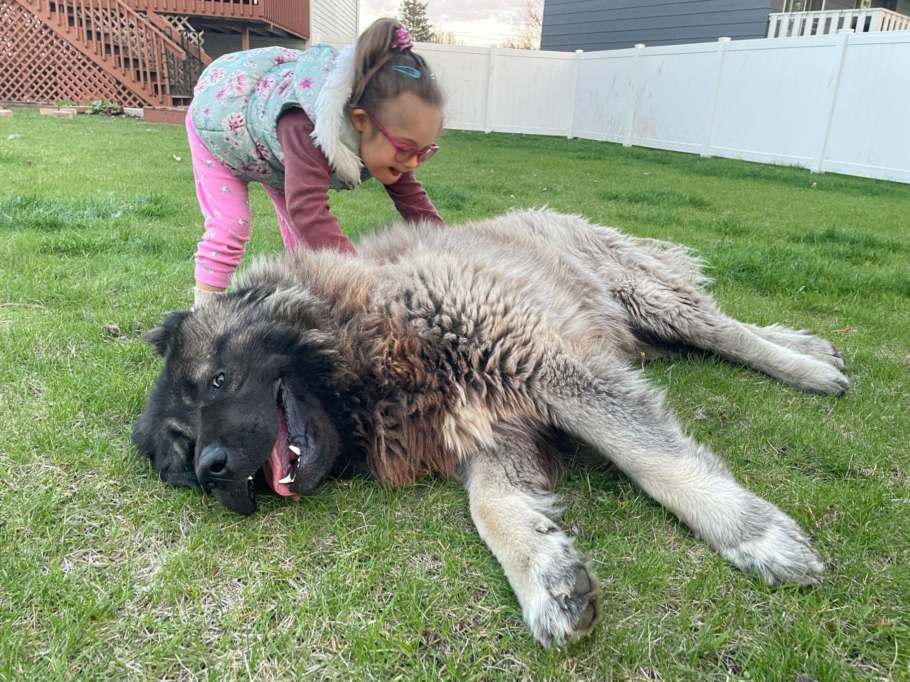 A young person in a vest interacts playfully with a large, fluffy, dark-faced dog lying on a grassy lawn.