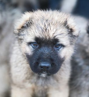 A close-up portrait of a fluffy puppy with light fur, a black muzzle, and striking blue eyes, looking at the camera.