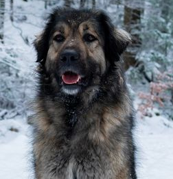A fluffy, brown and black dog with a happy expression standing in a snow-covered forest.