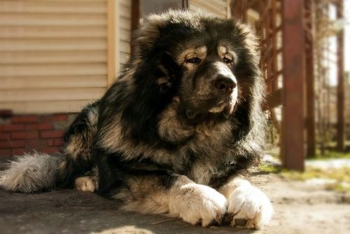A large, fluffy Caucasian Shepherd dog with black, gray, and white fur lying on the ground outside a house.