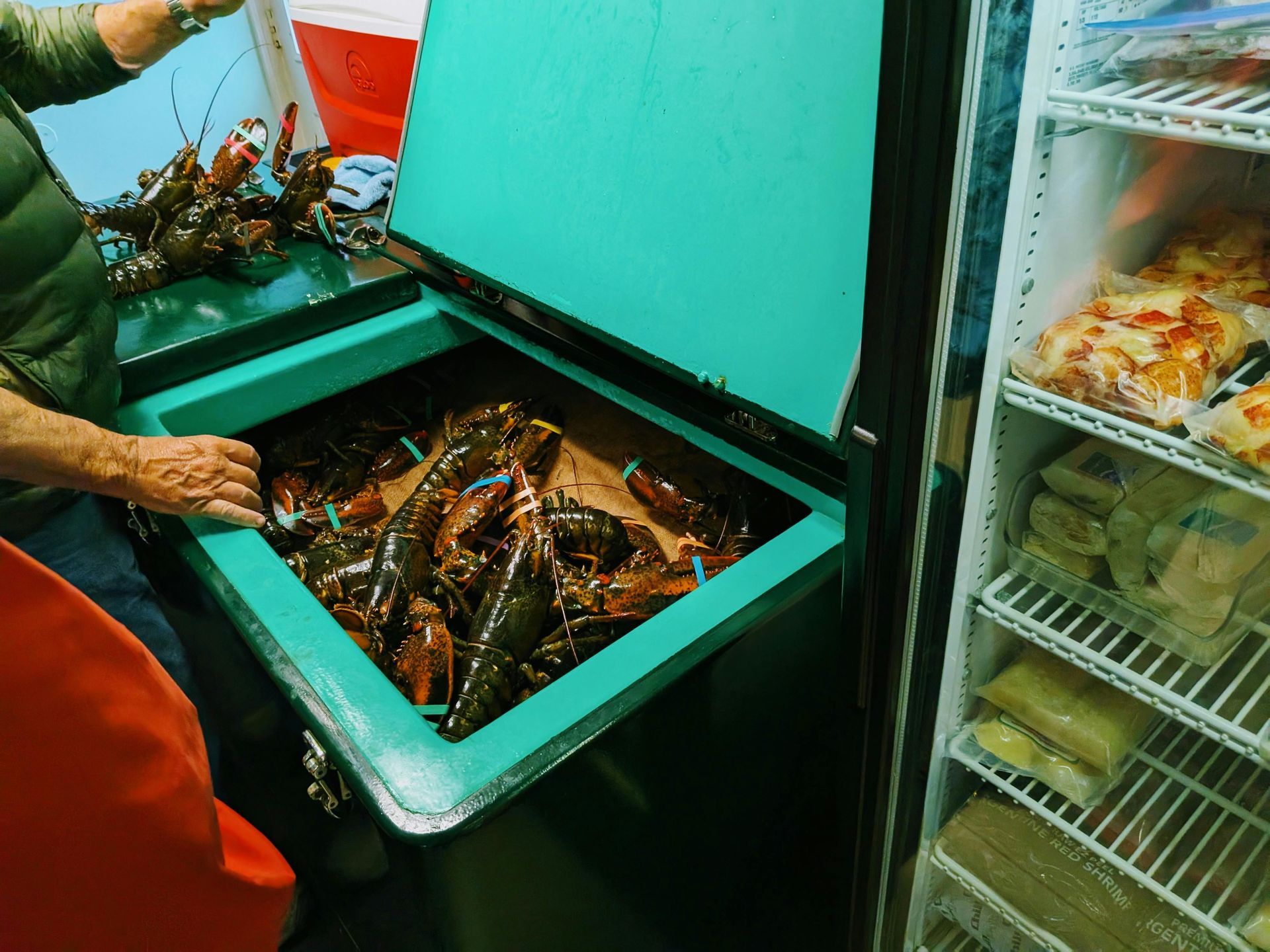 A person is reaching into a cooler full of lobsters