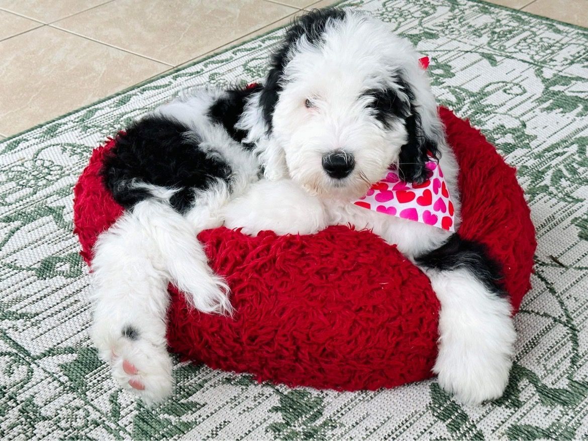 Sheepadoodle Puppies Concord, NC Sheepadoodles NC