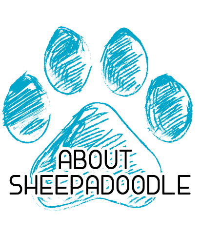 About Sheepadoodle